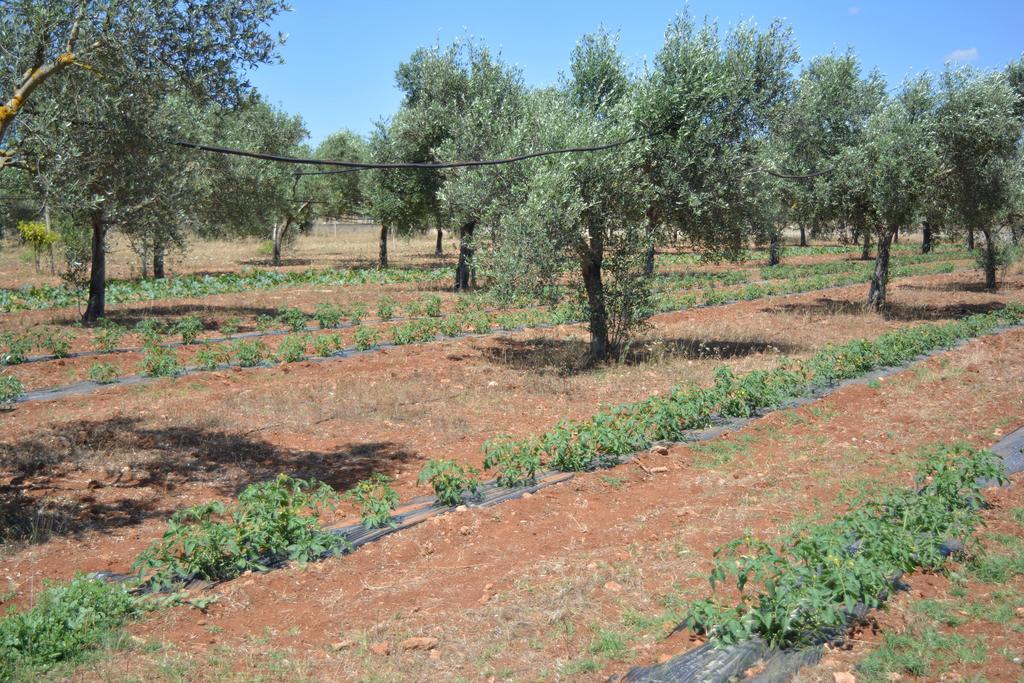 Agriturismo "Terra D'Ulivi" Порто-Чезарео Экстерьер фото